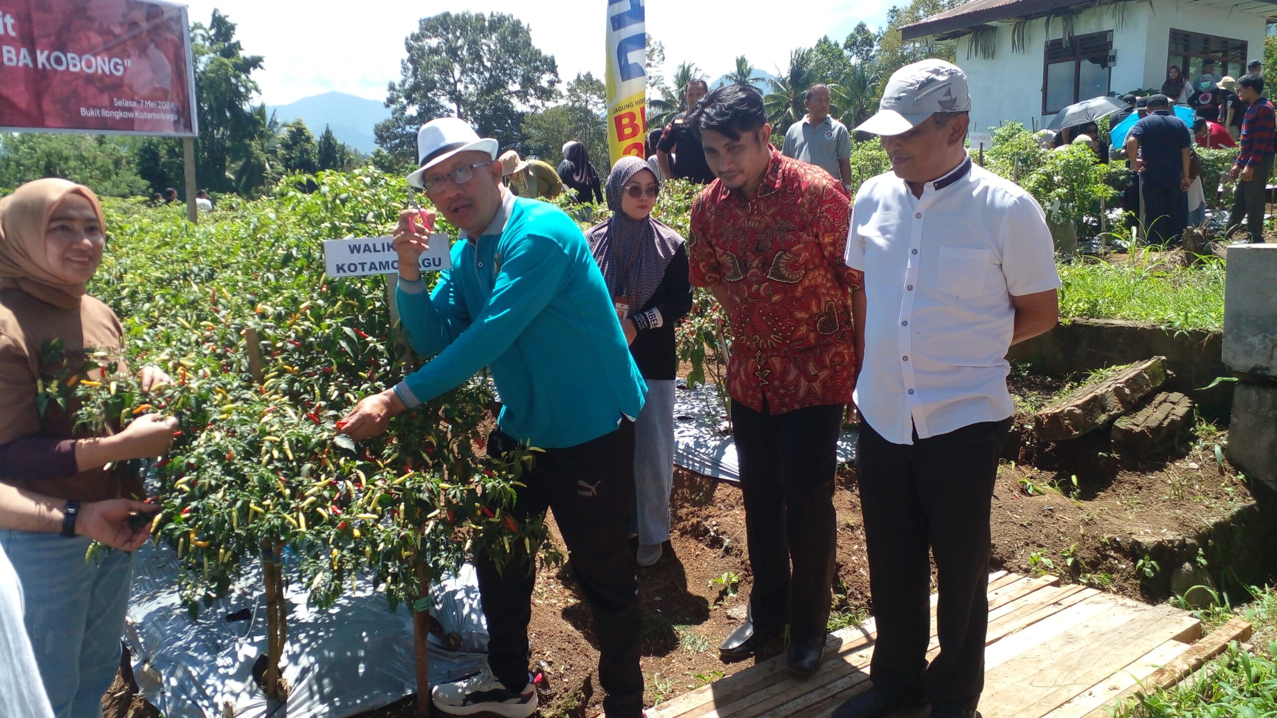 Pemkot Kotamobagu Panen Cabai, Asripan Nani : Hasilnya Disumbangkan Kegiatan Sosial. Foto : Febri Limbanon