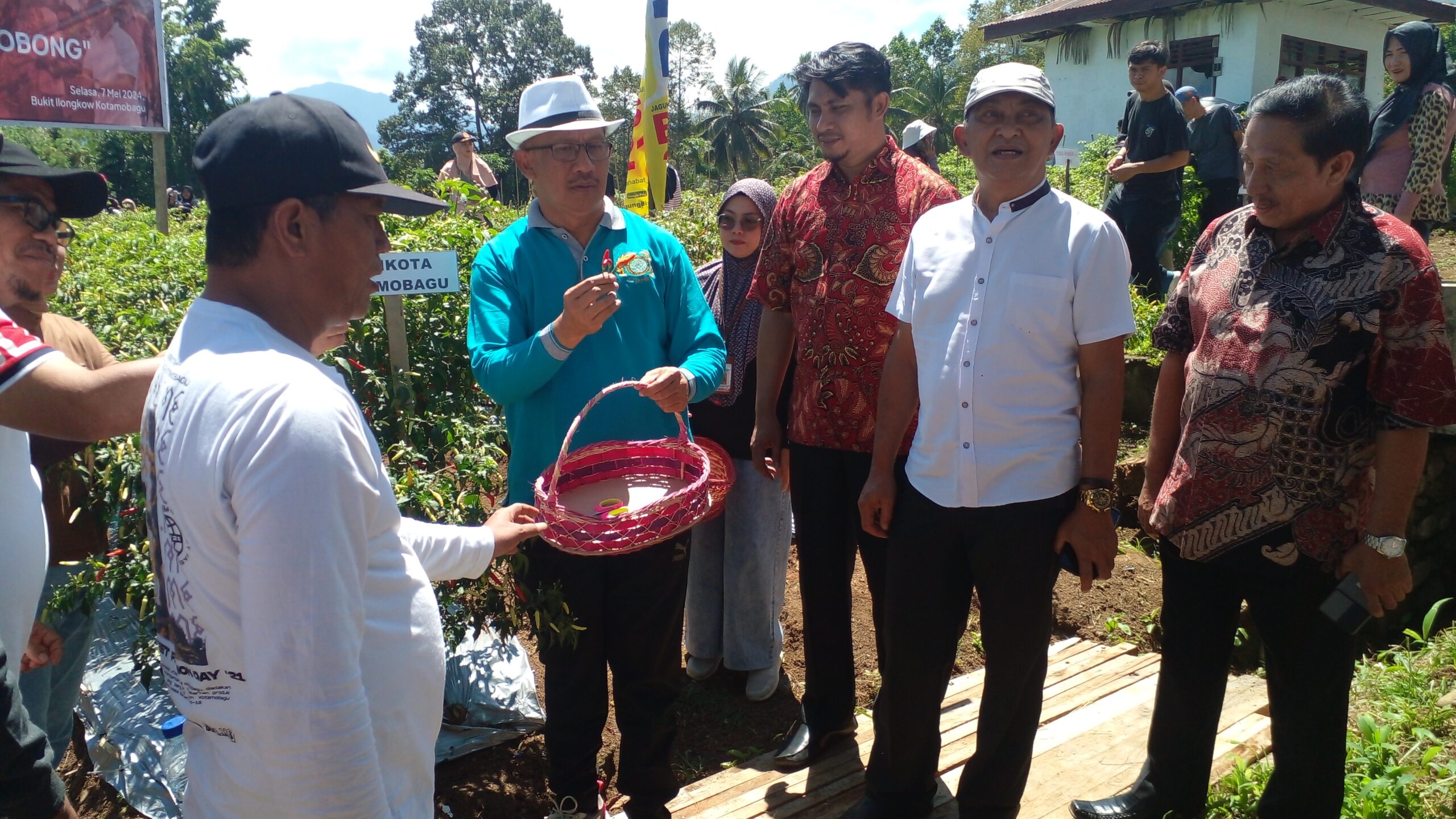 Pemkot Kotamobagu Panen Cabai, Asripan Nani : Hasilnya Disumbangkan Kegiatan Sosial. Foto : Febri Limbanon