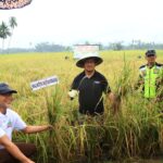 Asripan Nani Panen Padi Sekaligus Serahkan Alsintan ke Kelompok Tani di Kotamobagu