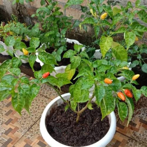 Wali Kota Kotamobagu Ajak Masyarakat Tanam Cabai di Halaman Rumah